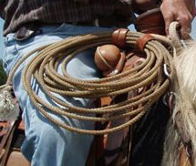professional training for horse and rider